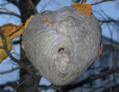 Bee Nest Identification