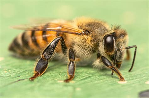 African Honey Bee (Subspecies Apis mellifera scutellata) · iNaturalist