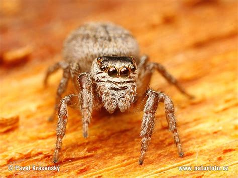 Salticidae Pictures, Jumping Spider Images, Nature Wildlife Photos ...