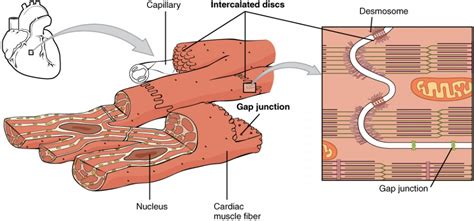 Cardiac Muscle Tissue | Anatomy and Physiology I