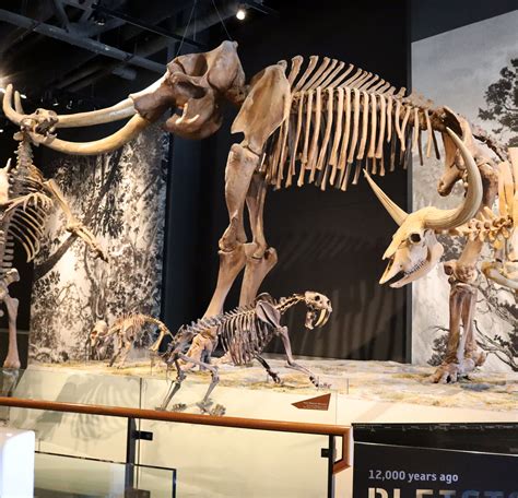 Where Did All the Mammoths Go? | Natural History Museum of Utah