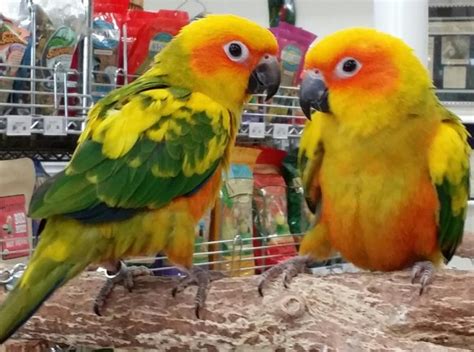 Sun Conures for Sale | Blue Parrot Exotic Birds