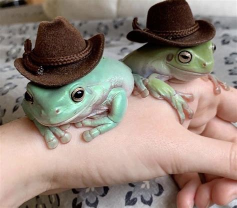 Frogs wearing hats : frogs