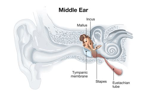 Middle Ear Cavity Anatomy