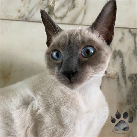 Why Are Siamese Cats Cross-Eyed? A Detailed Look