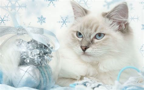 Christmas Kitten Wallpapers - Wallpaper Cave