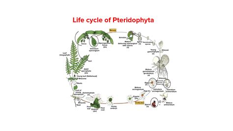 What type of life cycle is shown by bryophytes and pteridophytes?