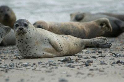 Harbor Seal Facts | Harbor Seal Diet & Habitat