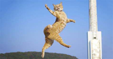 30 Of The Funniest Dancing Cat Pics | Bored Panda