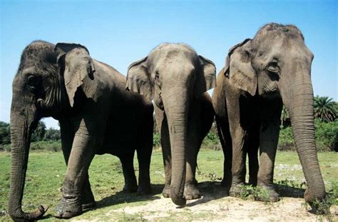 Asian Elephant Facts, Weight, Habitat, Diet, Life Cycle, Pictures