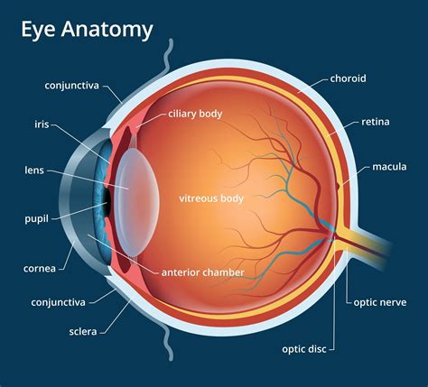 Human Body Anatomy Eye - humanejuli