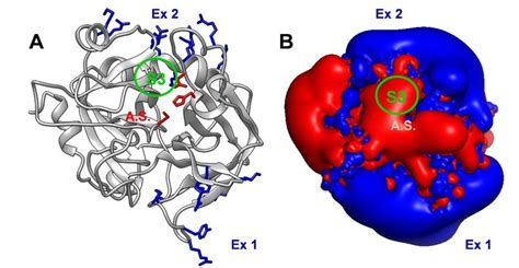 Thrombin structure and electrostatics. (A) Ribbon drawing (grey) of ...