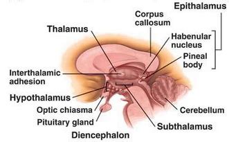 Diencephalon and Internal Capsule Flashcards | Quizlet