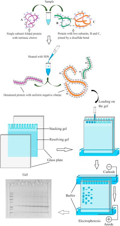 Gel Electrophoresis Diagram