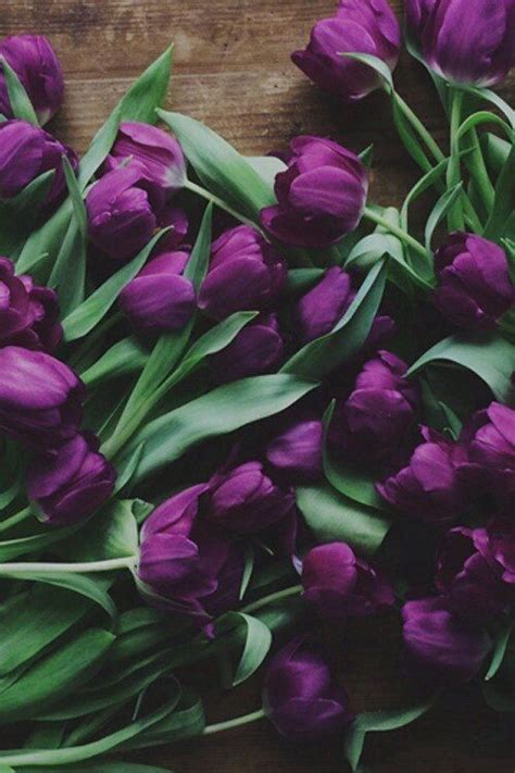 Purple Tulips Pictures, Photos, and Images for Facebook, Tumblr ...