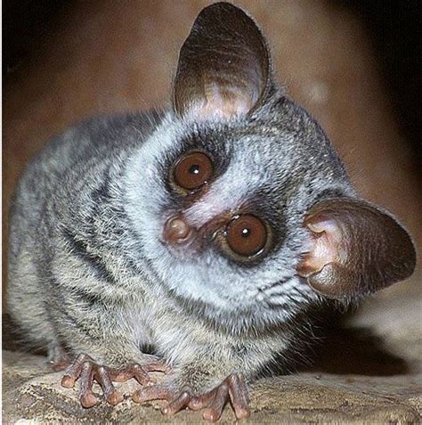 Bushbaby | Baby wild animals, Primates, Cute animals