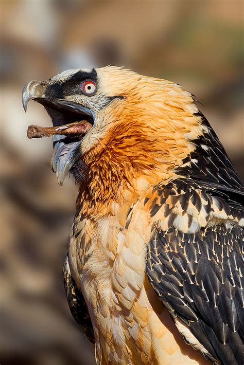 🔥 Bearded vulture " lammergeier " : r/NatureIsFuckingLit