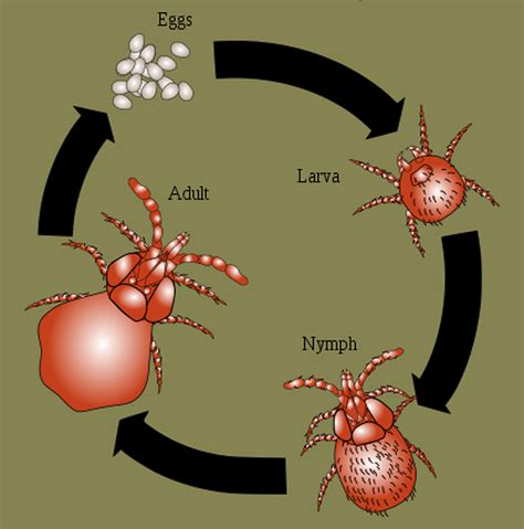 Do Chiggers Live In Beds at Lewis Nieves blog