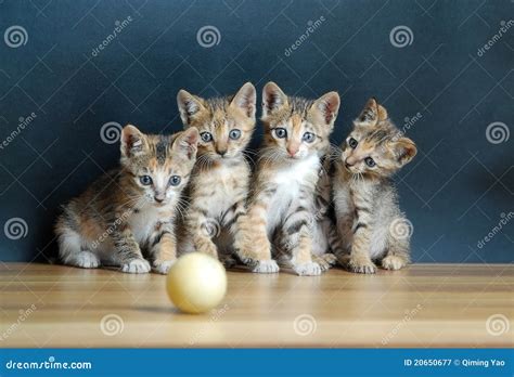 Four Cute Cats Royalty Free Stock Photography - Image: 20650677