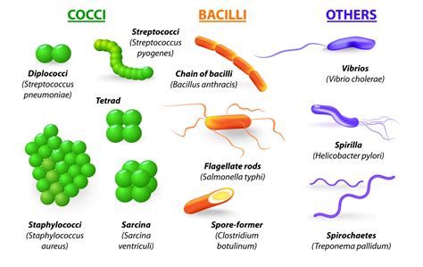 Bacteria - Microbiology series - Techni-K Smart Knowledge