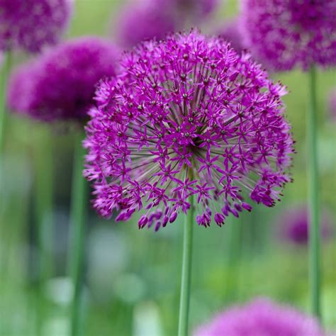 Hayloft Plants 3 x Potted Alliums - QVC UK