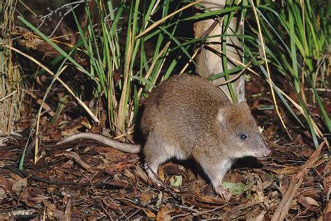 Forest cameras reveal Long-footed Potoroo outside their known range ...