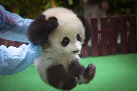 Baby panda born in Malaysia zoo makes public debut - The Mainichi