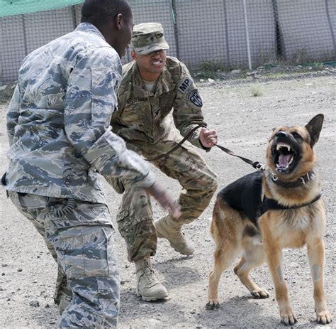 Dogs of war: TF Duke canine unit brings skills to fight | Article | The ...