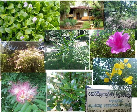 Ayurvedic Herbal Garden Sri Lanka, Herbal Sri Lanka