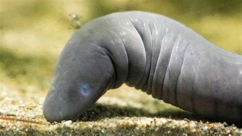 Creature Closeup: Aquatic Caecilian - California Academy of Sciences