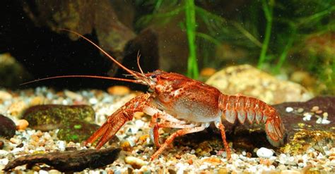 Crayfish Habitat Aquarium