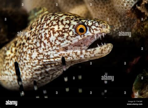 Moray eel teeth hi-res stock photography and images - Alamy