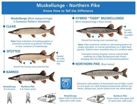 Muskellunge - Environmental Monitor