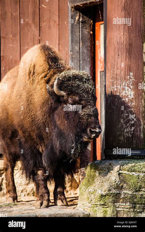 Herd of American Bison (Bison Bison) or Buffalo Stock Photo - Alamy