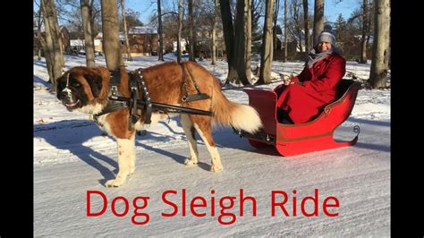 Dog Sleigh Ride, January 2017 - YouTube