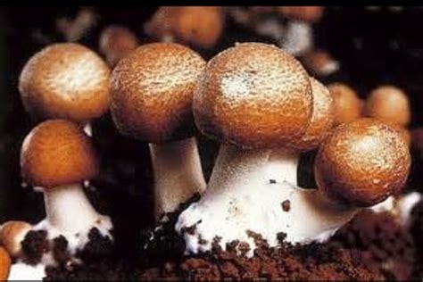 Agaricus Blazei Extract Powder Wholesale Manufacture