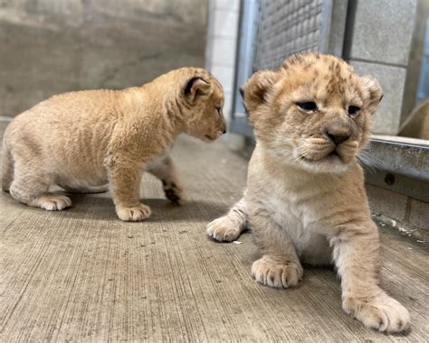 How Do Lions Have Babies