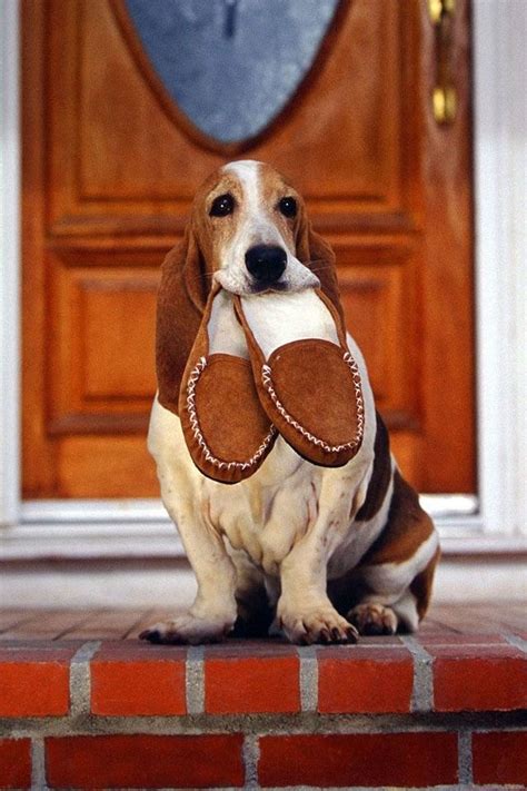 12 Reasons Why You Should Never Own A Basset Hound