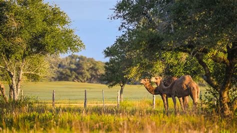 This Texas Ranch Has a World-Class Golf Course and a Private Airport