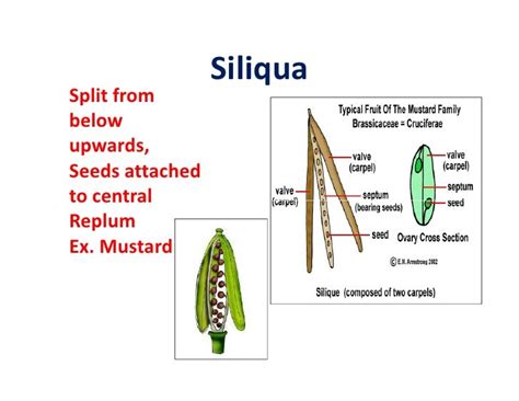 Morphology of fruits