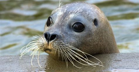 Harbor Seal Animal Facts | Phoca vitulina | AZ Animals