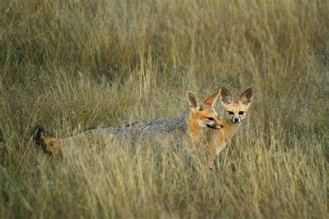 Etosha National Park - One of the most popular wildlife reserves on earth