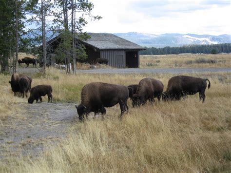 Buffalo herd, Yellowstone Free Photo Download | FreeImages