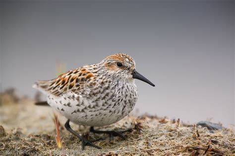 Shorebird migration | Photos by Ron Niebrugge