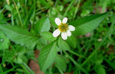 Flora of Mozambique: Species information: individual images: Bidens pilosa