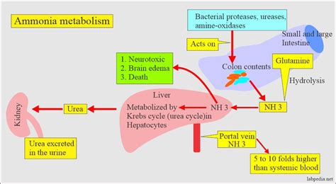 Ammonia (NH3), Hyperammonia, Ammonia level - Labpedia.net