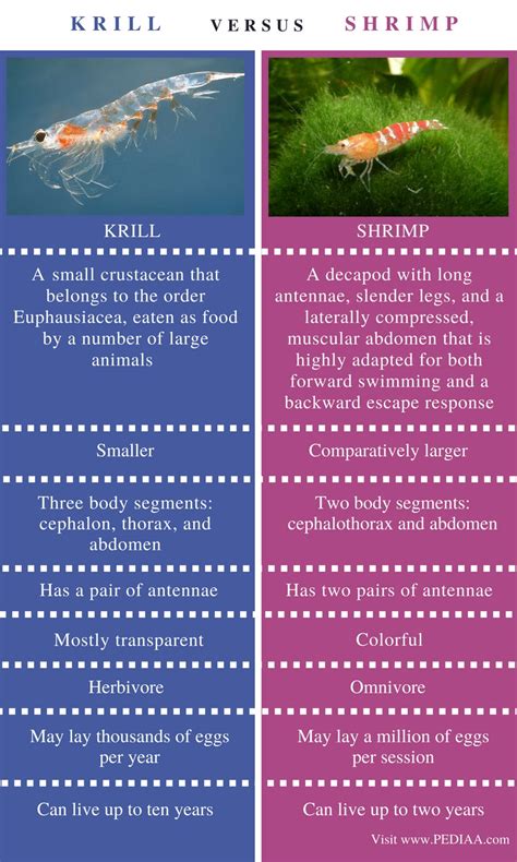 Difference Between Krill and Shrimp - Pediaa.Com