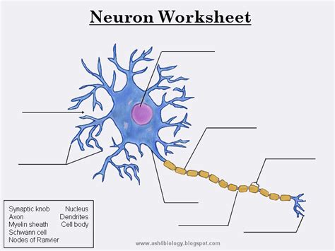 Biology: Neurons Structure and Info + Worksheet