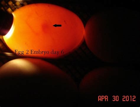 picture journey of my goose egg incubation AWESOME! ALL PICS IN FIRST ...