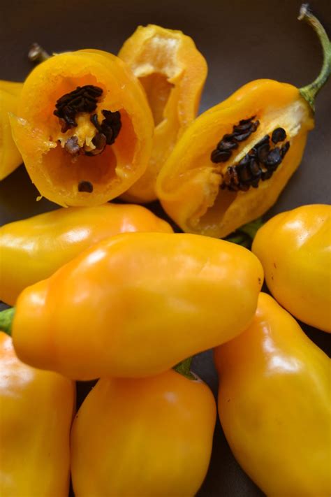 Yellow Rocoto seeds, Canary Locoto (Capsicum pubescens)